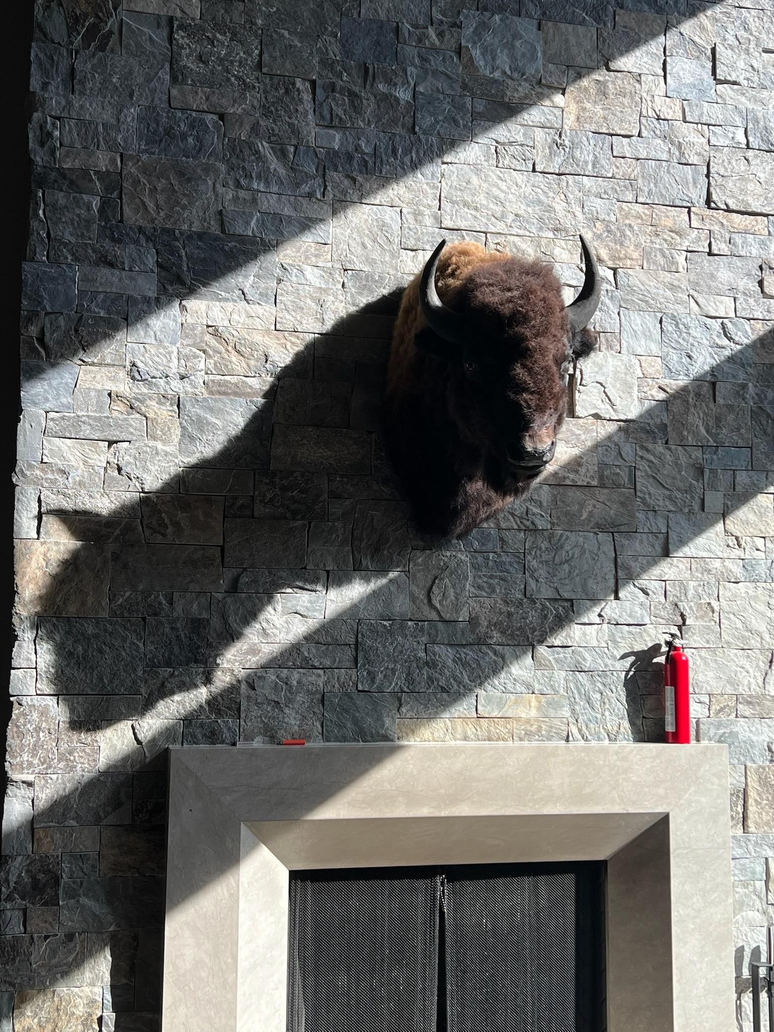 Continually watched over by the bison
