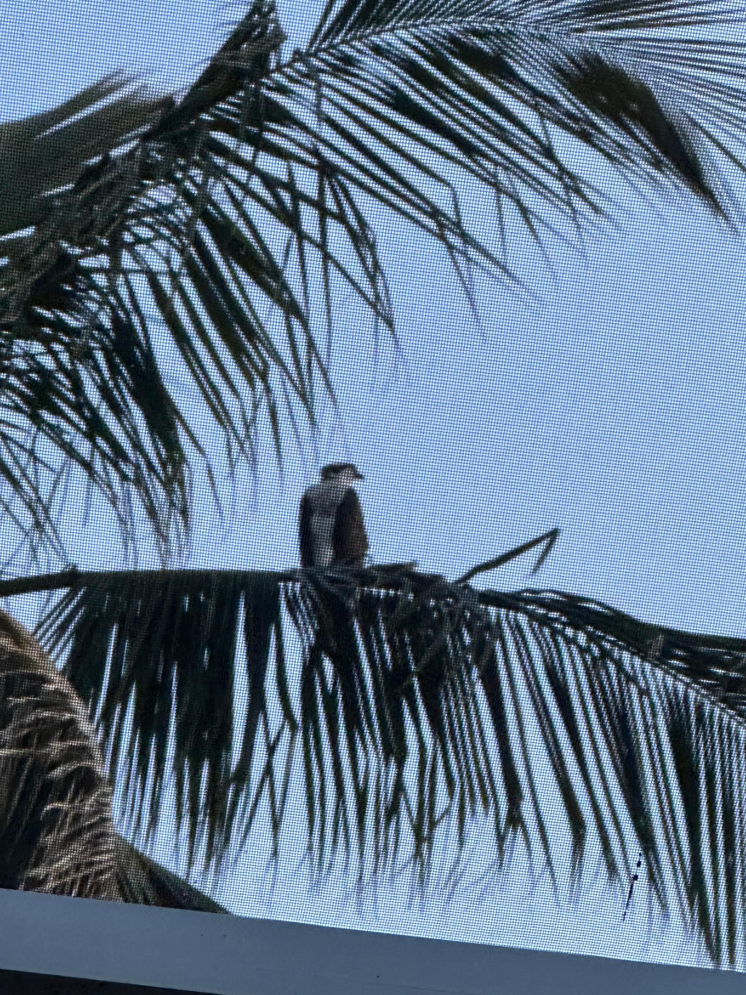 This Osprey here is every morning, sitting in a palm tree in the back. ❤️