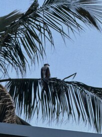 This Osprey here is every morning, sitting in a palm tree in the back. ❤️