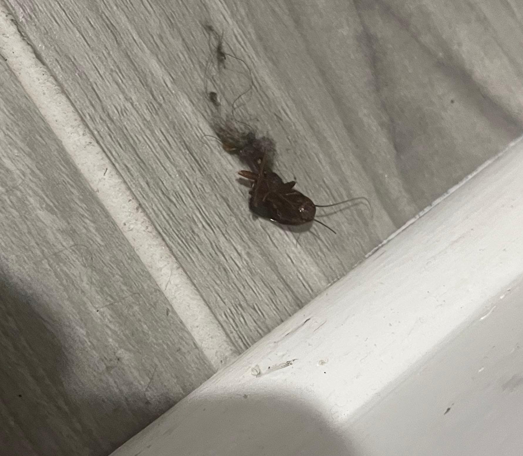Roach in the bedroom