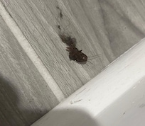 Roach in the bedroom