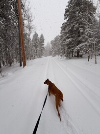 Quiet roads to walk the kids.