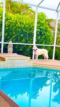 Super clean pool with screen covering to keep bugs away.