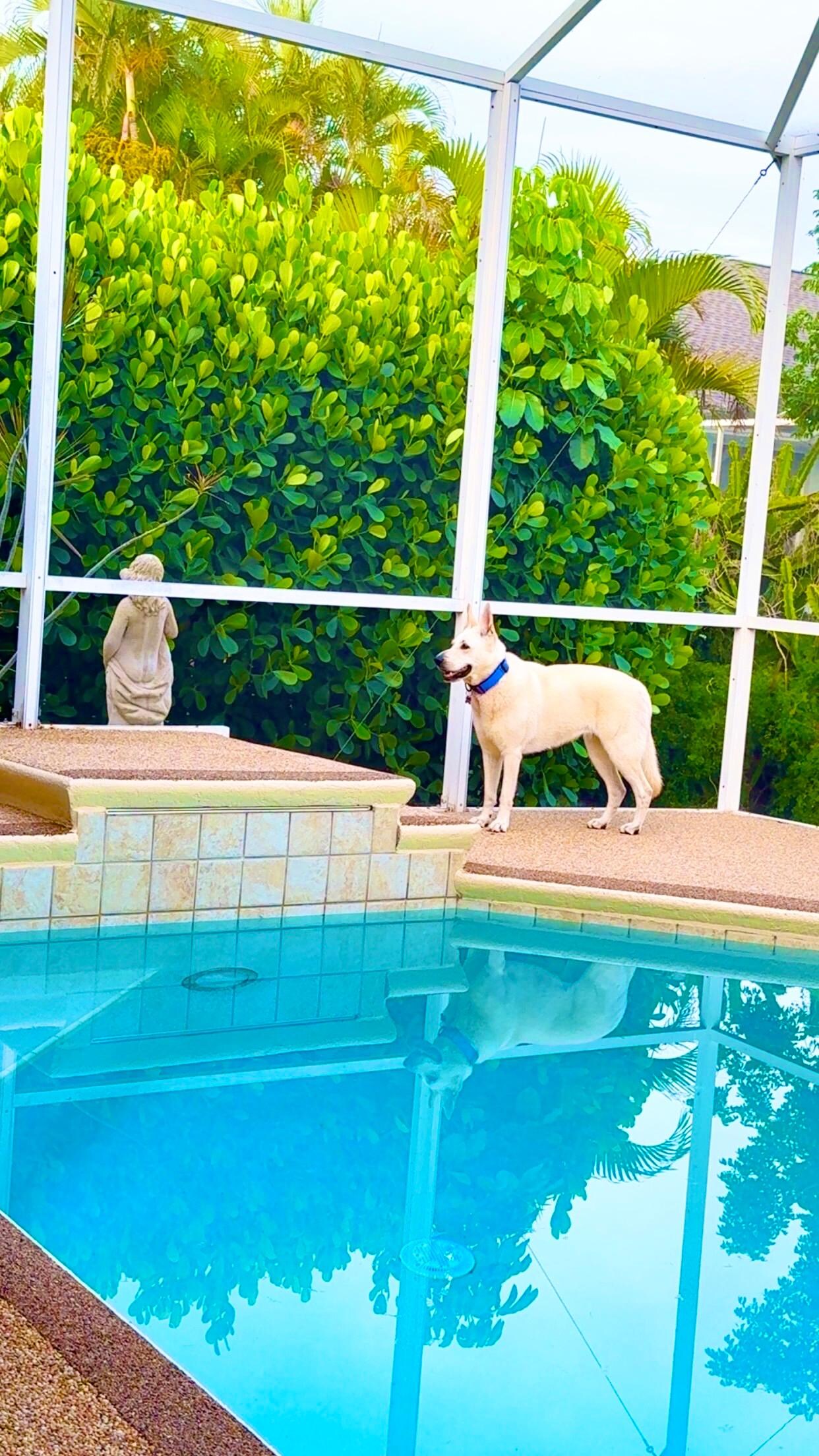 Super clean pool with screen covering to keep bugs away. 