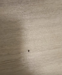 Very uncomfortable stay with insects popping up in the room and bathroom we were checked in to.