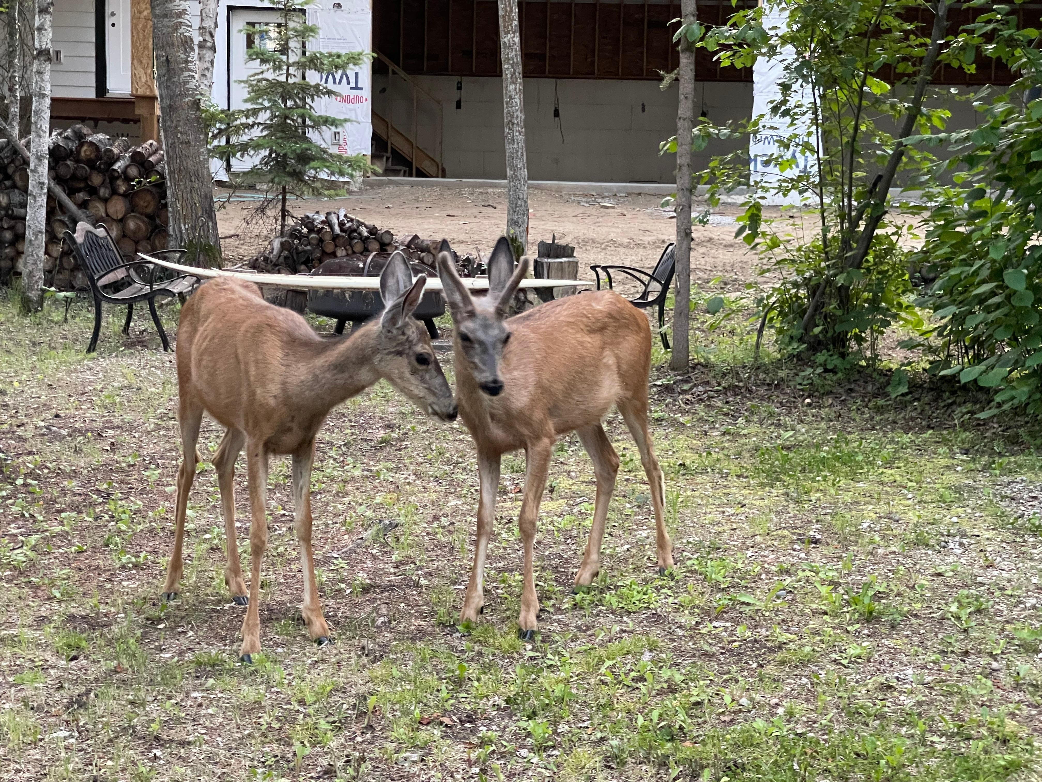 The Neighbours!
