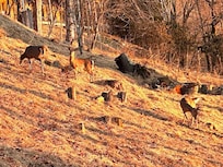 Many deer on morning walk with our dog.