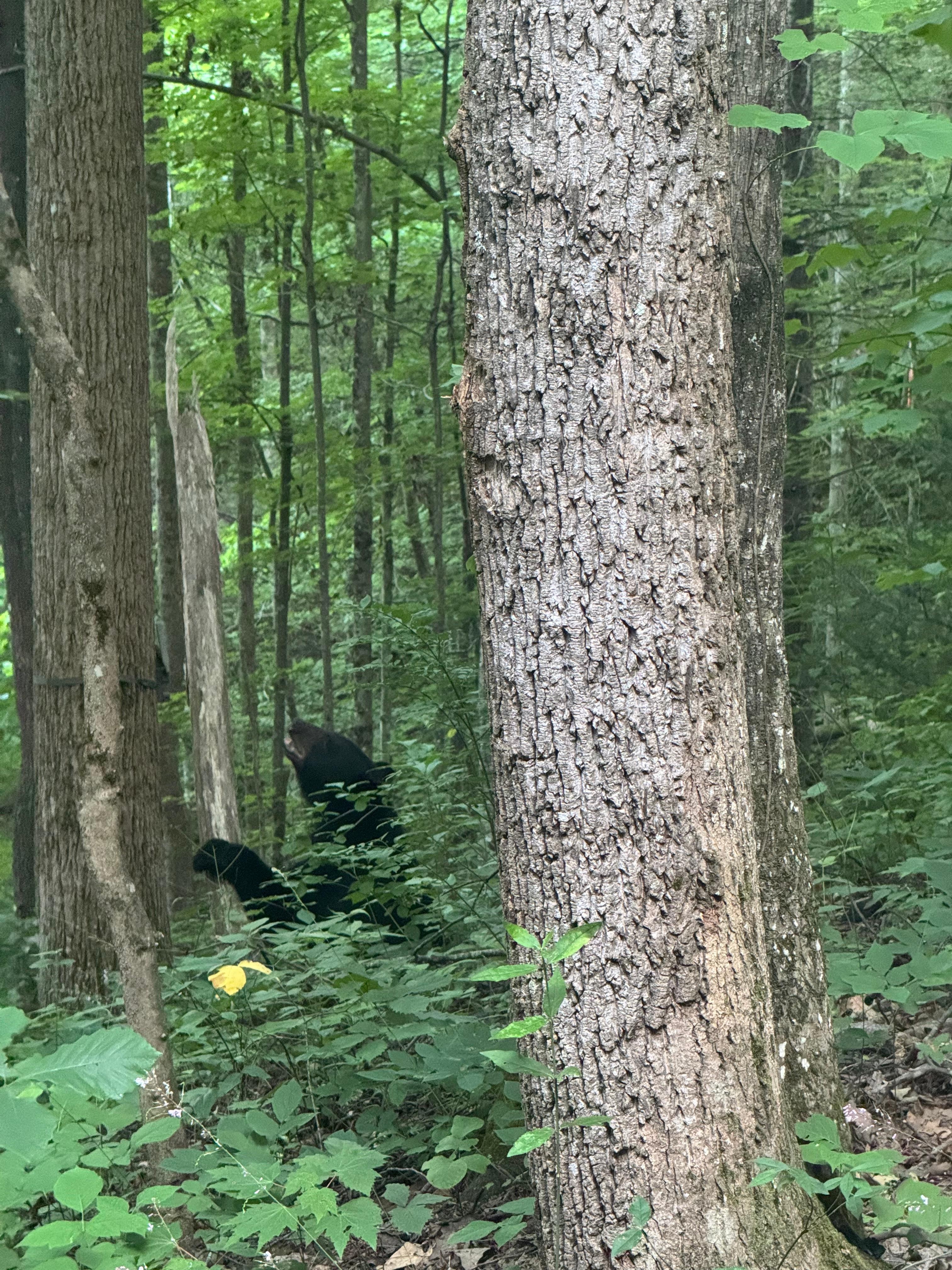 Black bear in the woods near the cabin.  