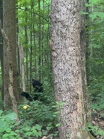Black bear in the woods near the cabin.