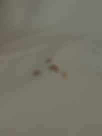 Spot (blood) on bottom sheet-put top sheet over it and slept in my clothes!!! Almost went out to the car to sleep!
