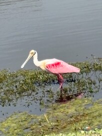 Beautiful wild life