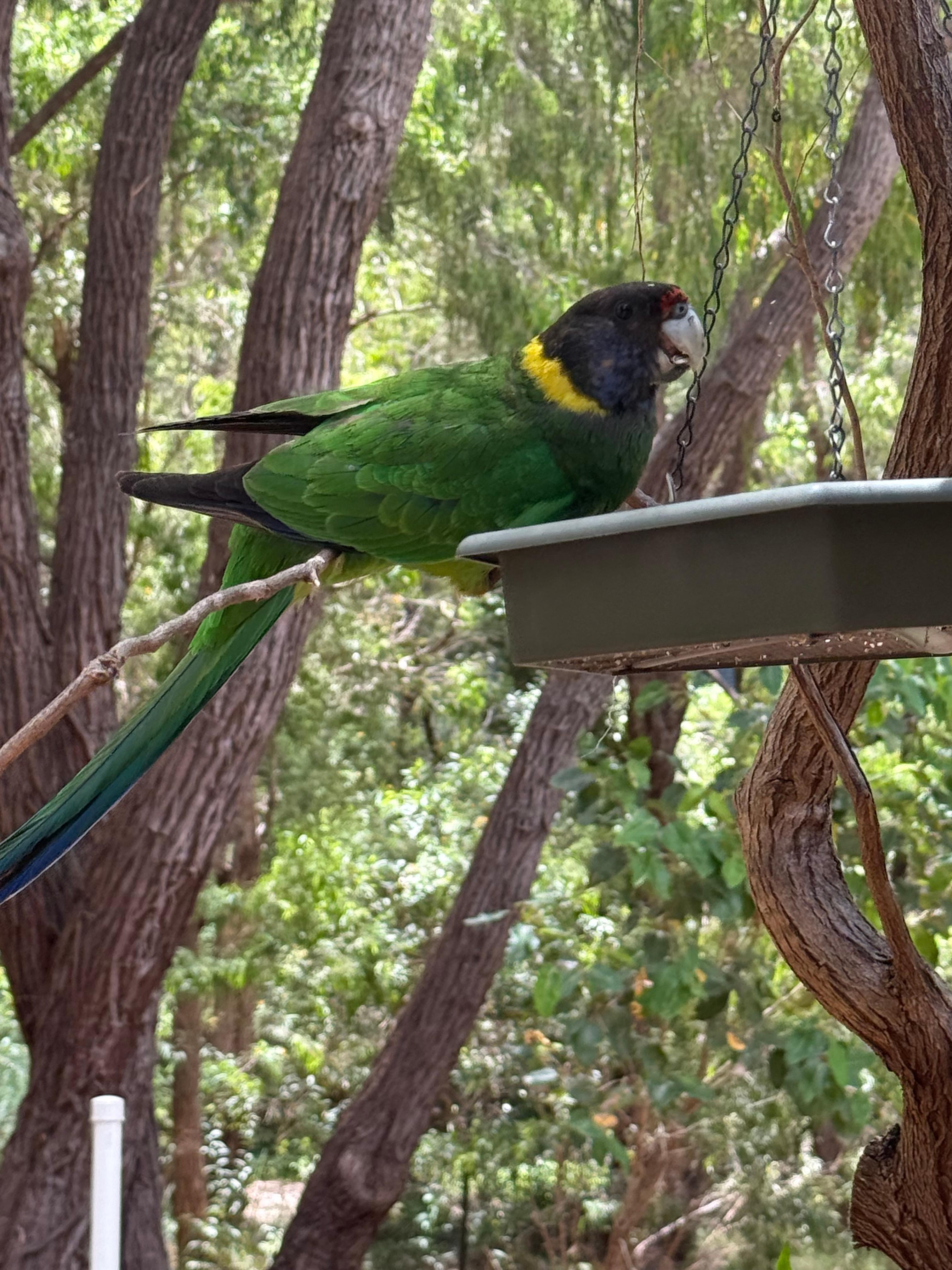 Beautiful bird visits 