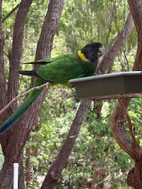 Beautiful bird visits