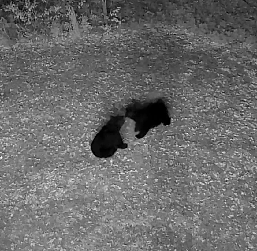 Two black bear cubs playing in the backyard in the middle of the night.