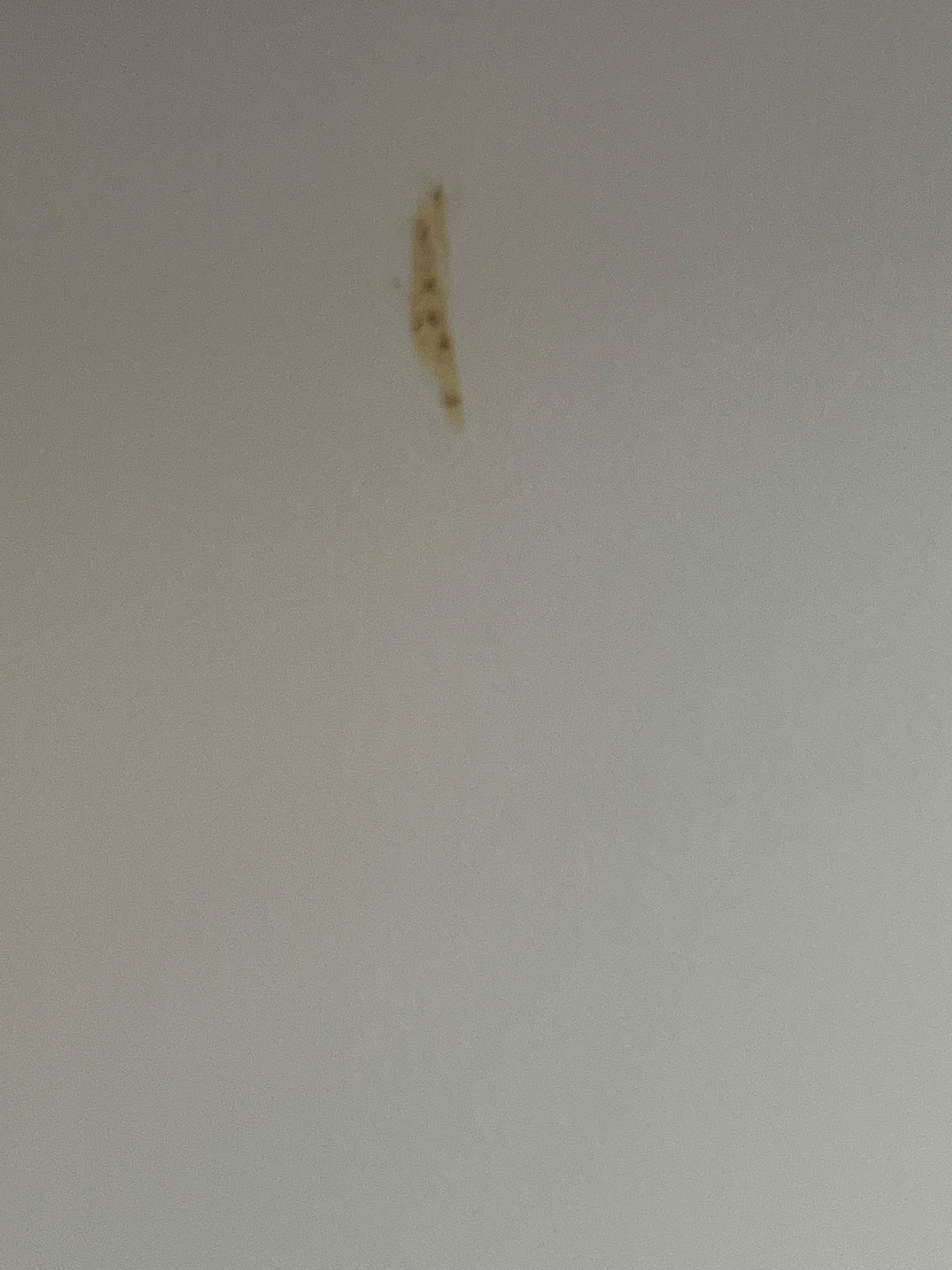 Poop on the walls
