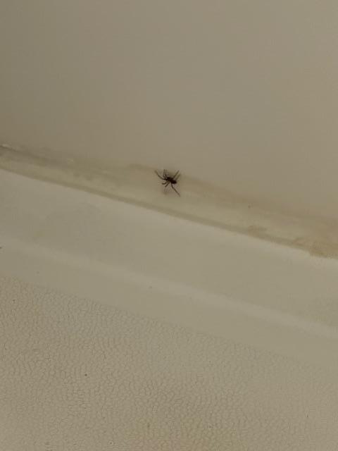 spider and mold in the basement bathroom