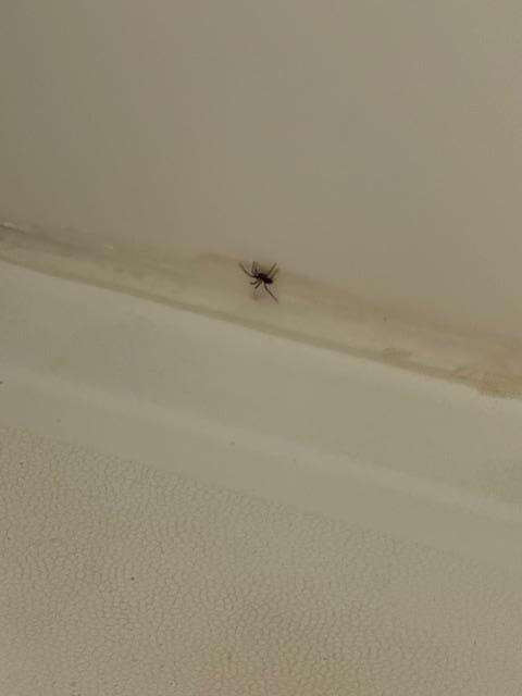 spider and mold in the basement bathroom