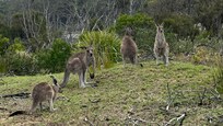 Neighbours