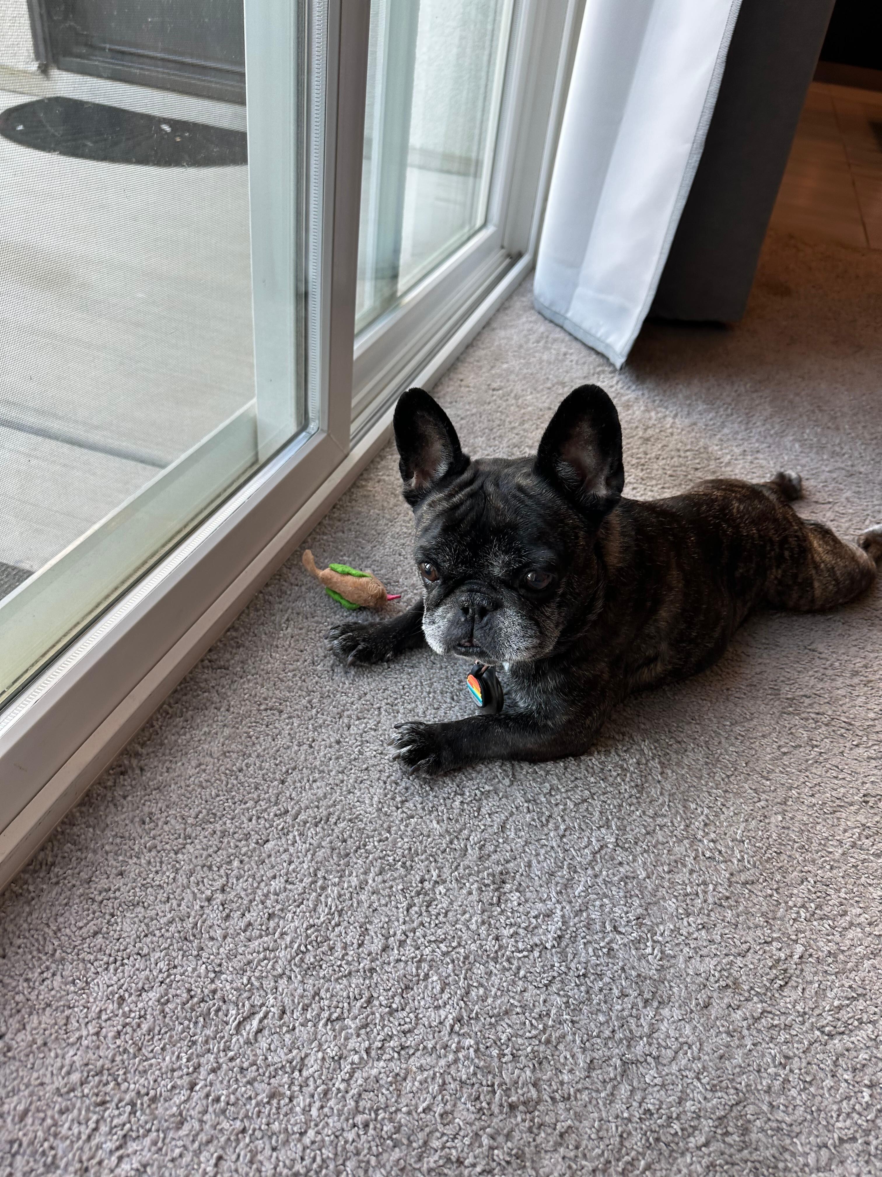 Pet loving to see the yard. 