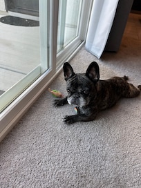 Pet loving to see the yard.