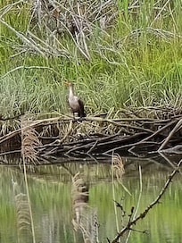 Double crested comorant