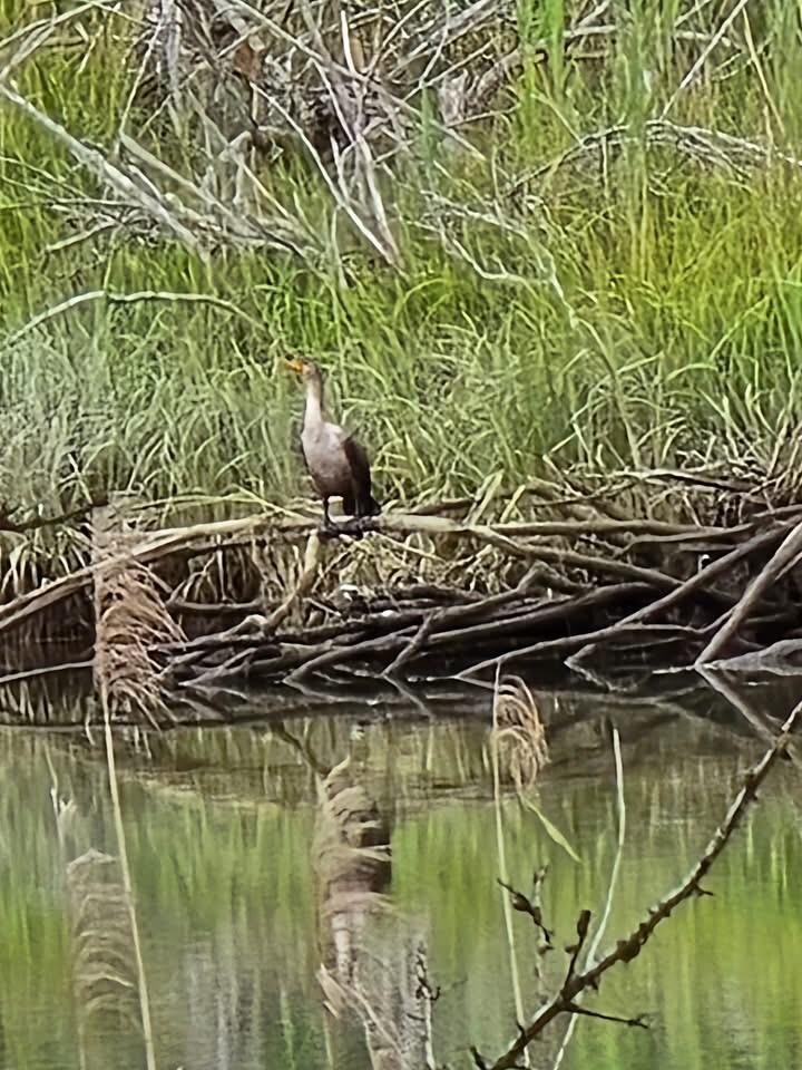Double crested comorant