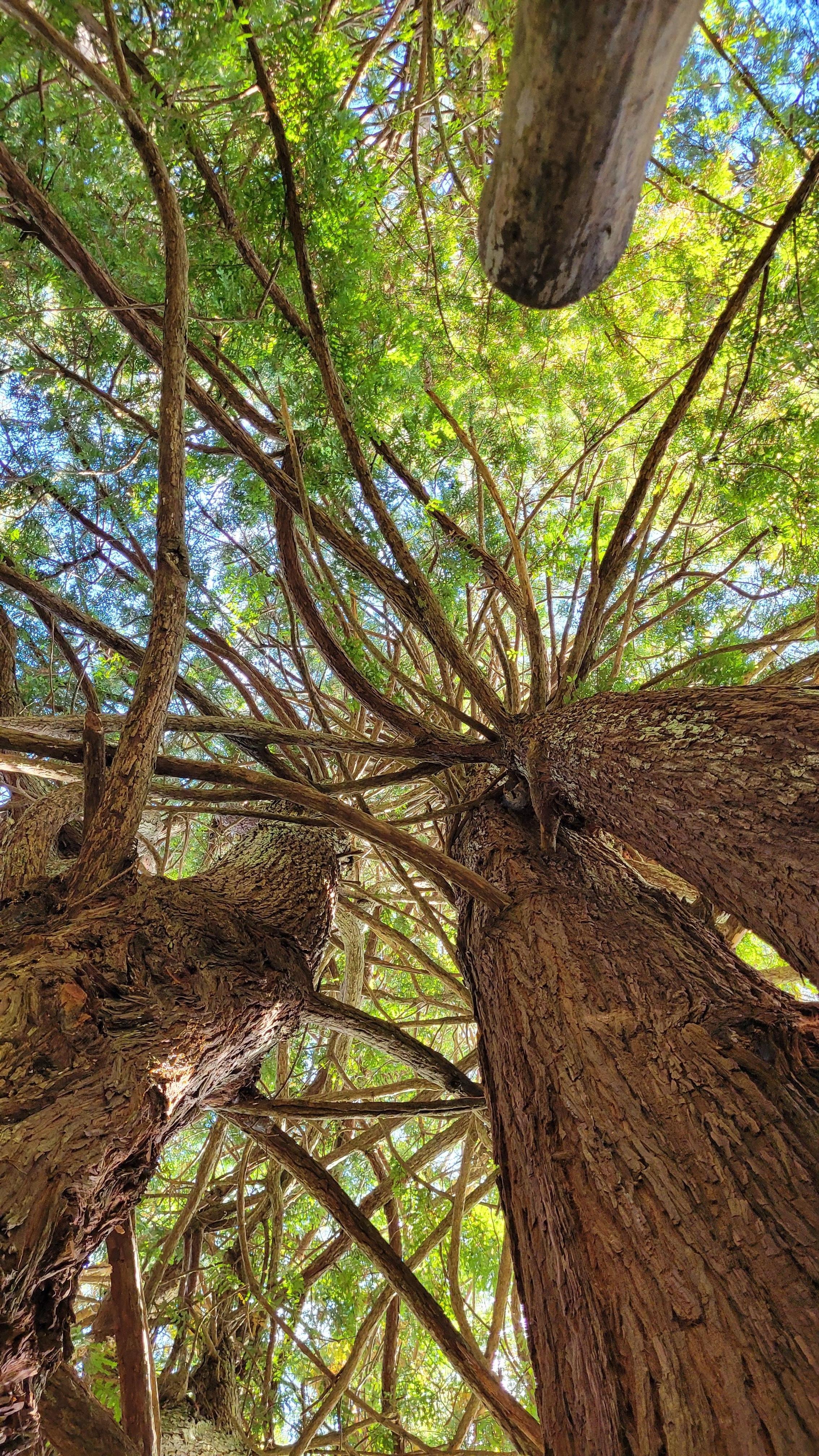 40 minutes to the Redwoods 