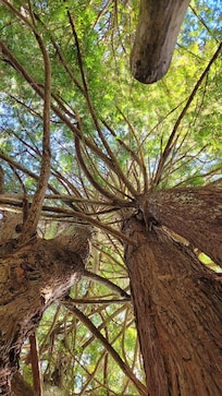 40 minutes to the Redwoods