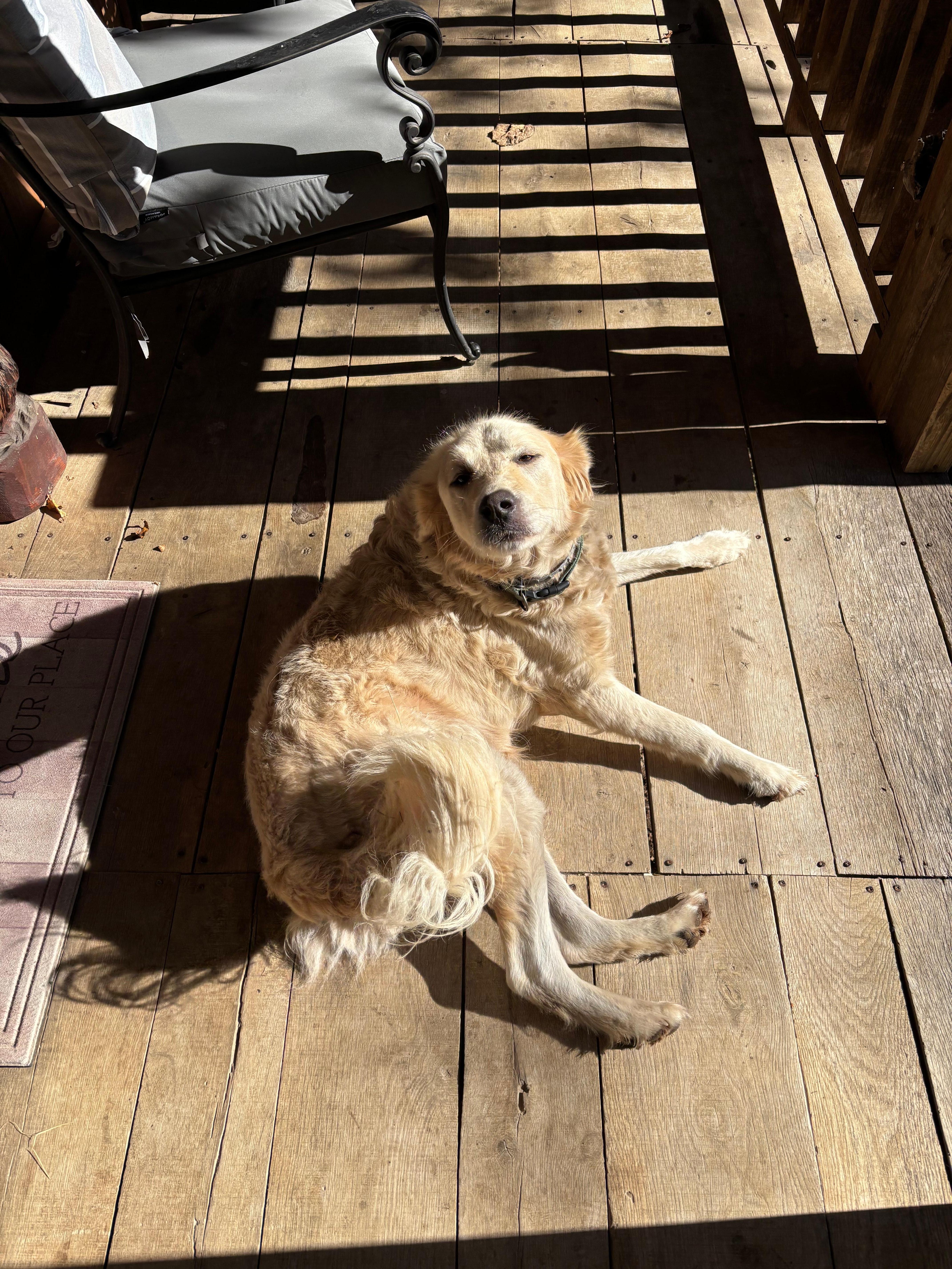 Got to meet the famous white dog right before we left😁