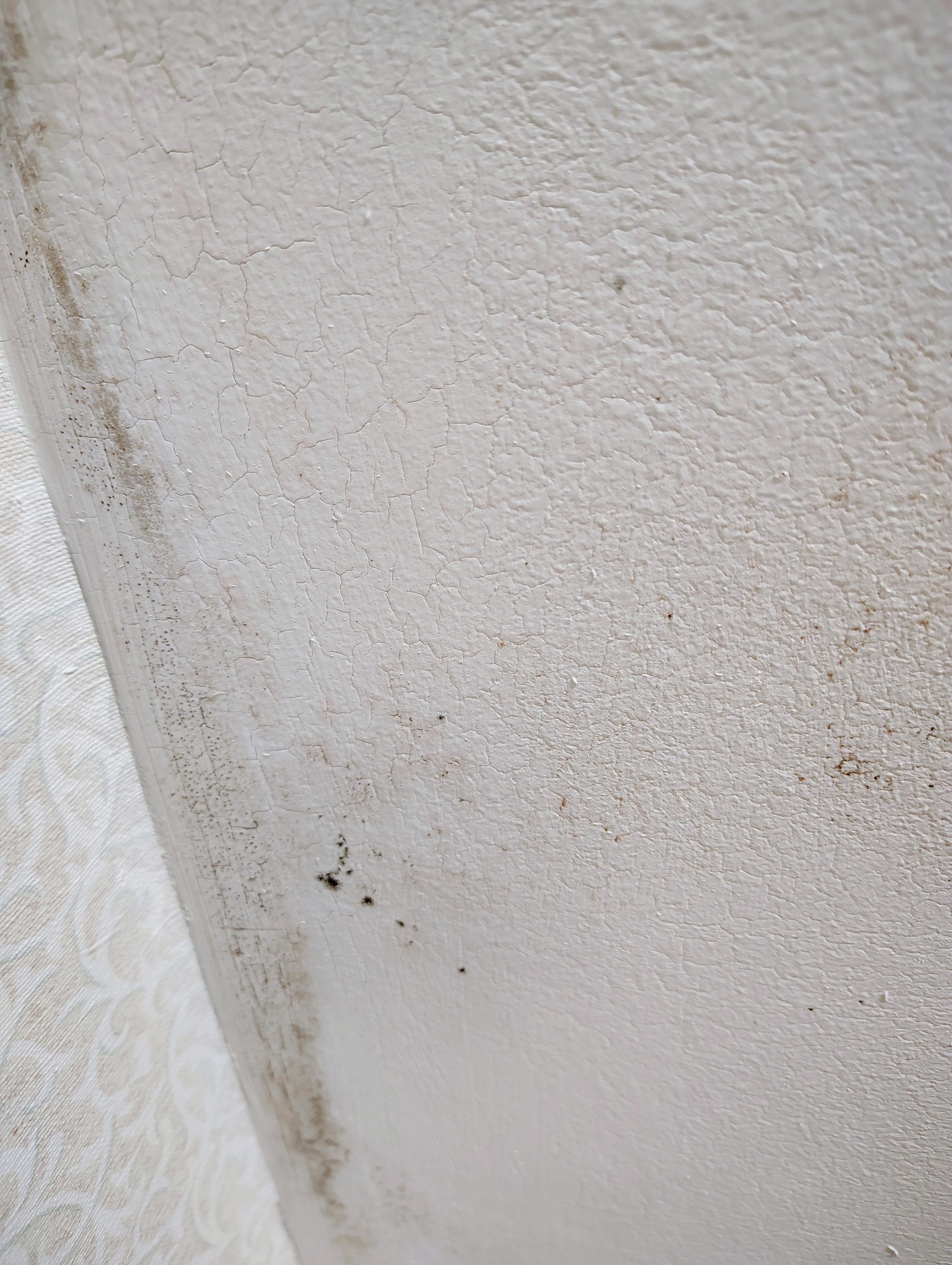 Definite black mold spots 