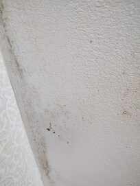 Definite black mold spots