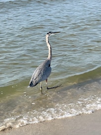 Friendly Heron!