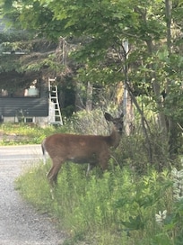 Deer crossing the road while we sat by the campfire