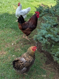 And a picture of just a few of the many chickens that are wandering around