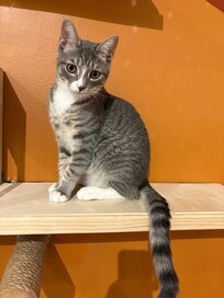 Affogato Cat Cafe