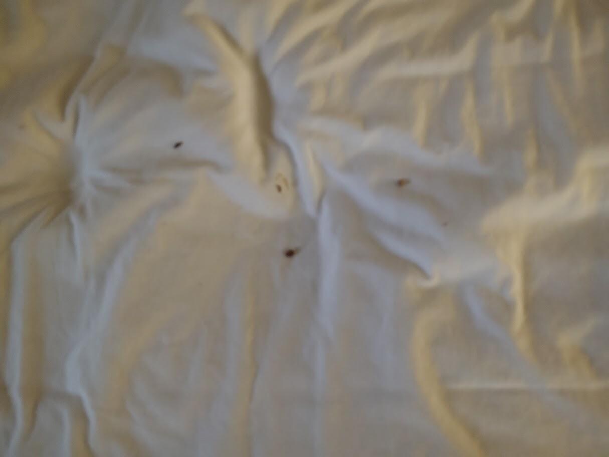 This was the bed sheets .I do not know what this was in the bed. But the bed sheets had not been changed .