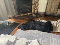 Our dog in the condo enjoying & relaxing