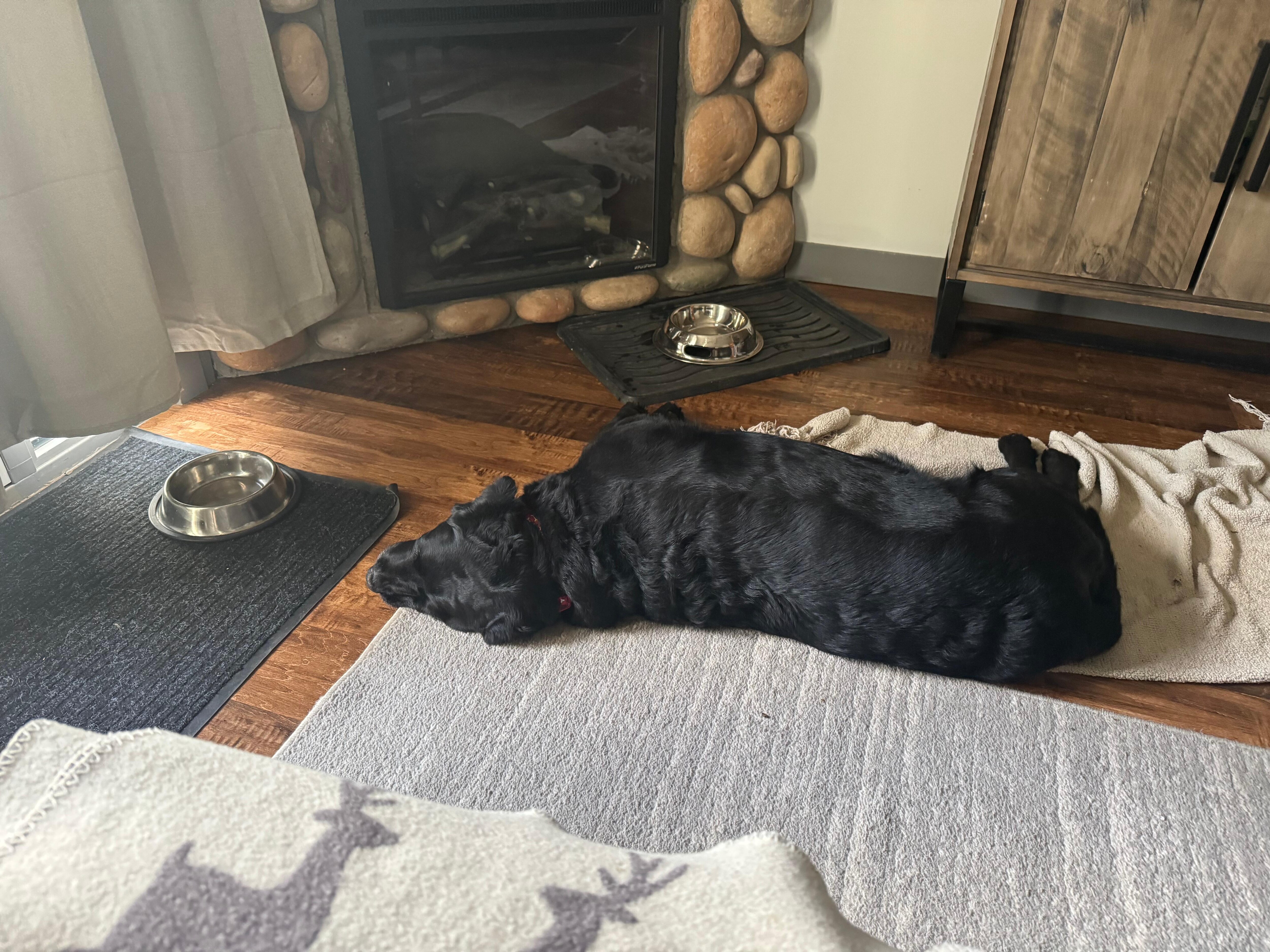 Our dog in the condo enjoying & relaxing