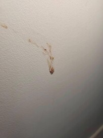Gross stain the wall, one of many