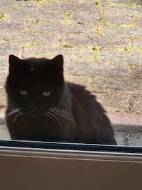 Die Katze der Gastgeberin