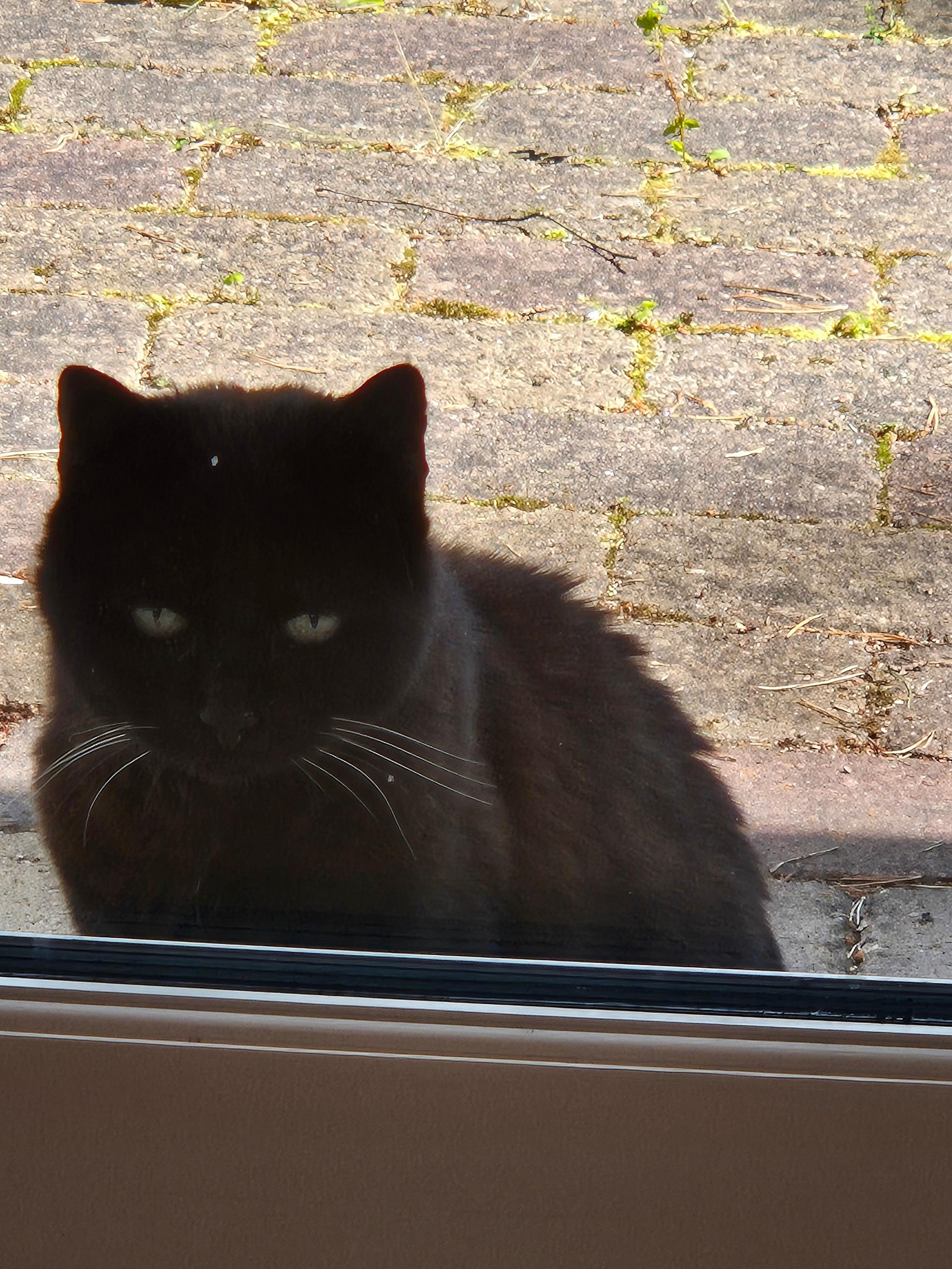Die Katze der Gastgeberin