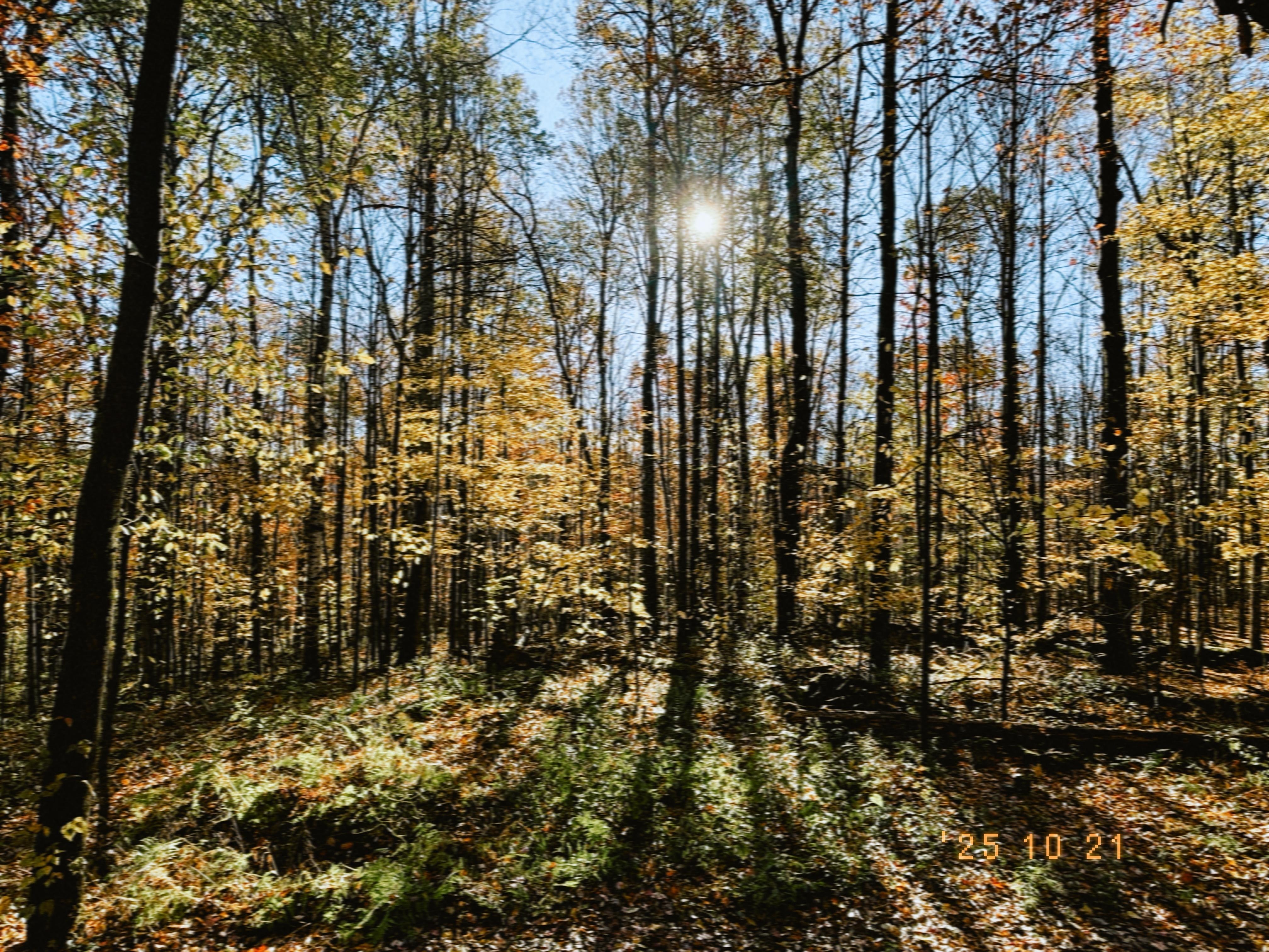 View from the back porch
