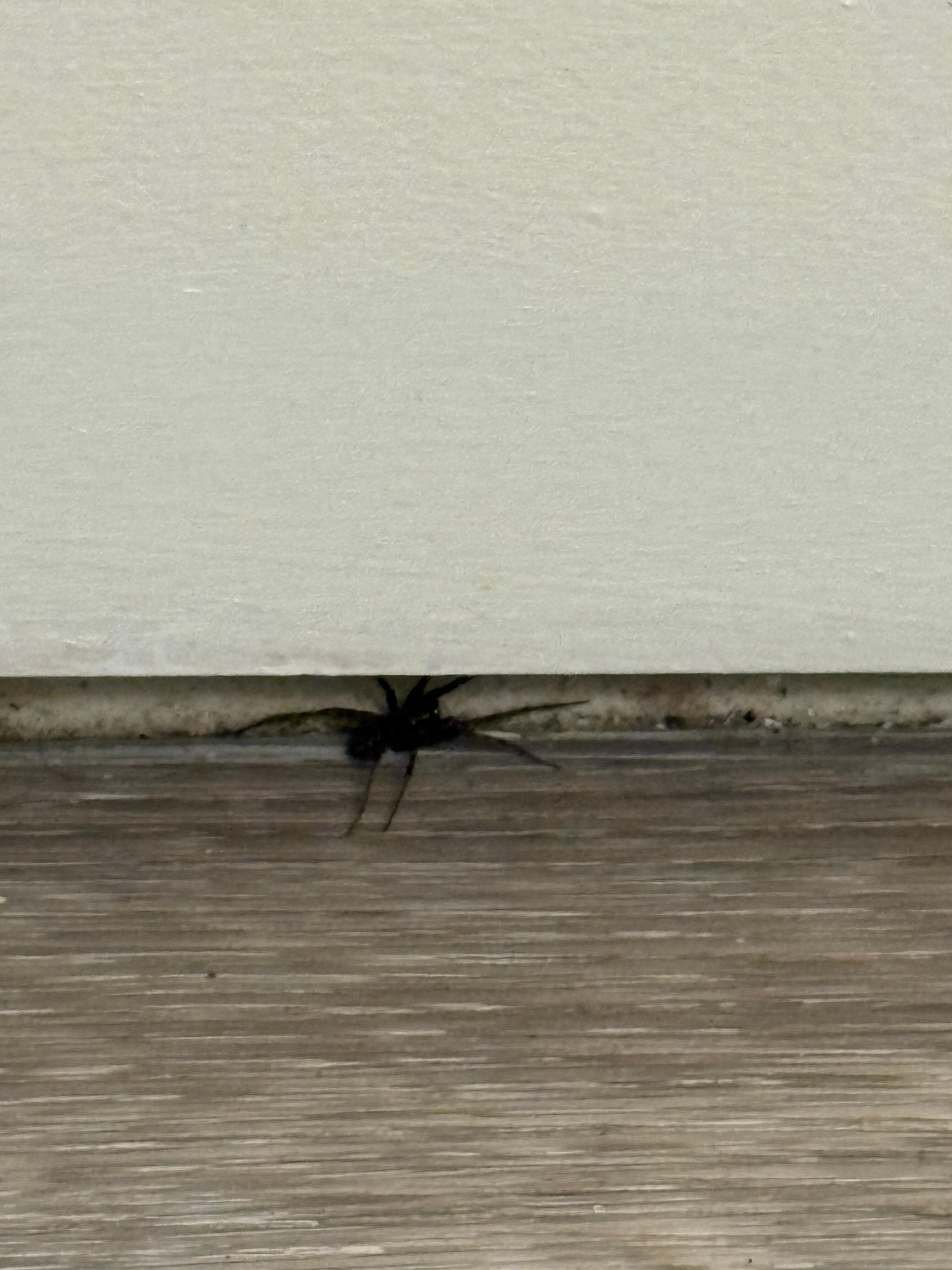Spider