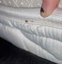 Second bedbug