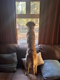 Our dog enjoying the view and checking out the squirrels
