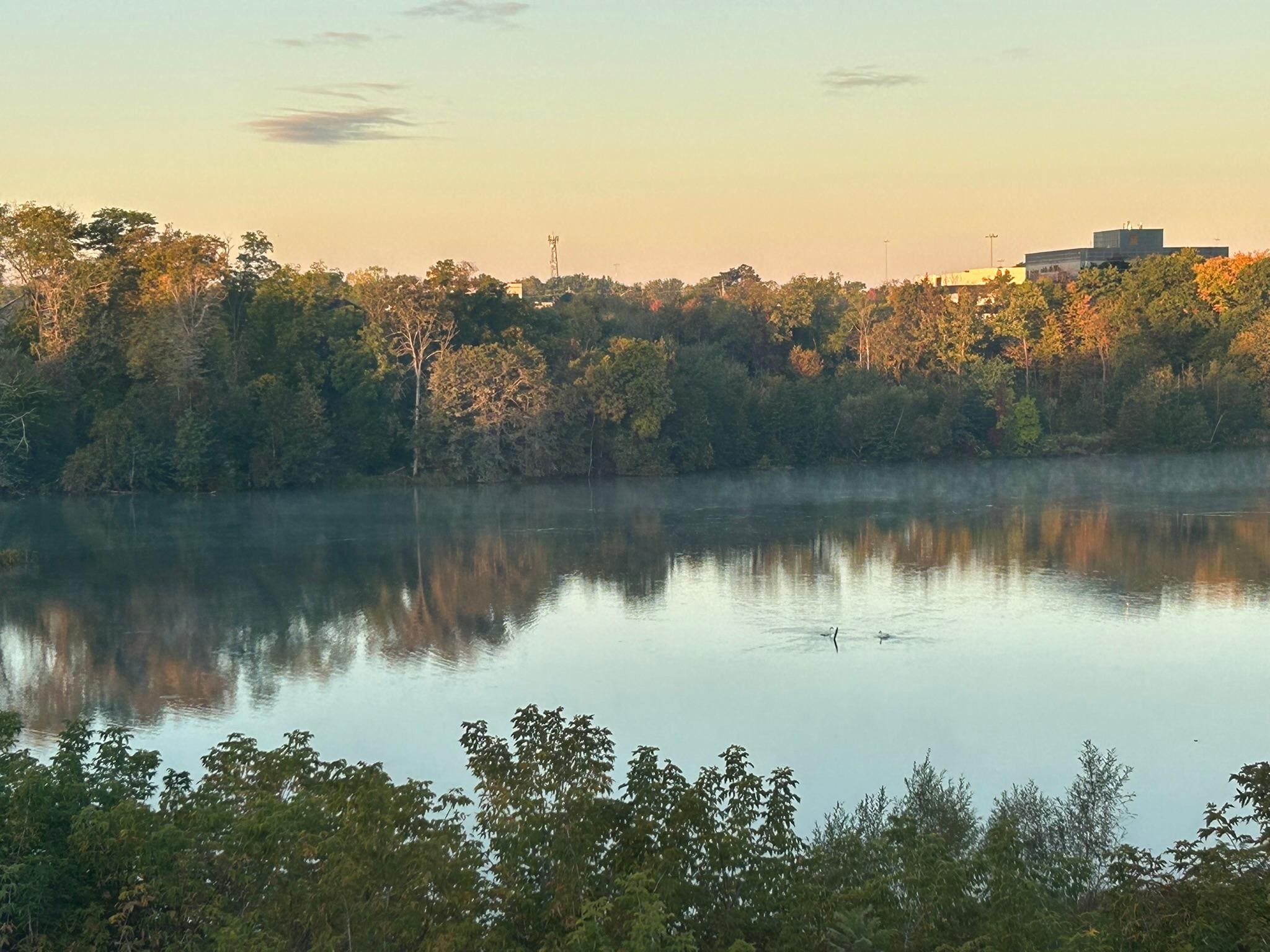 Morning View from Room 293, Swans fishing for breakfast