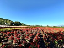 富田ファーム