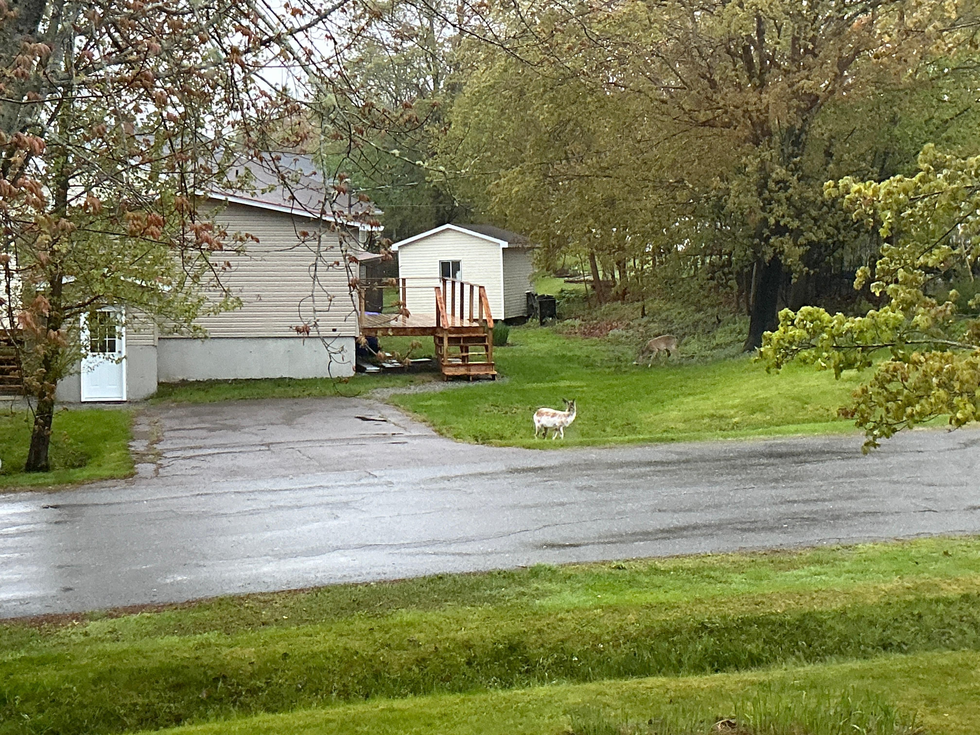  Neighbourhood deer.