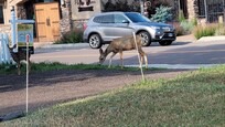 Deers near the house