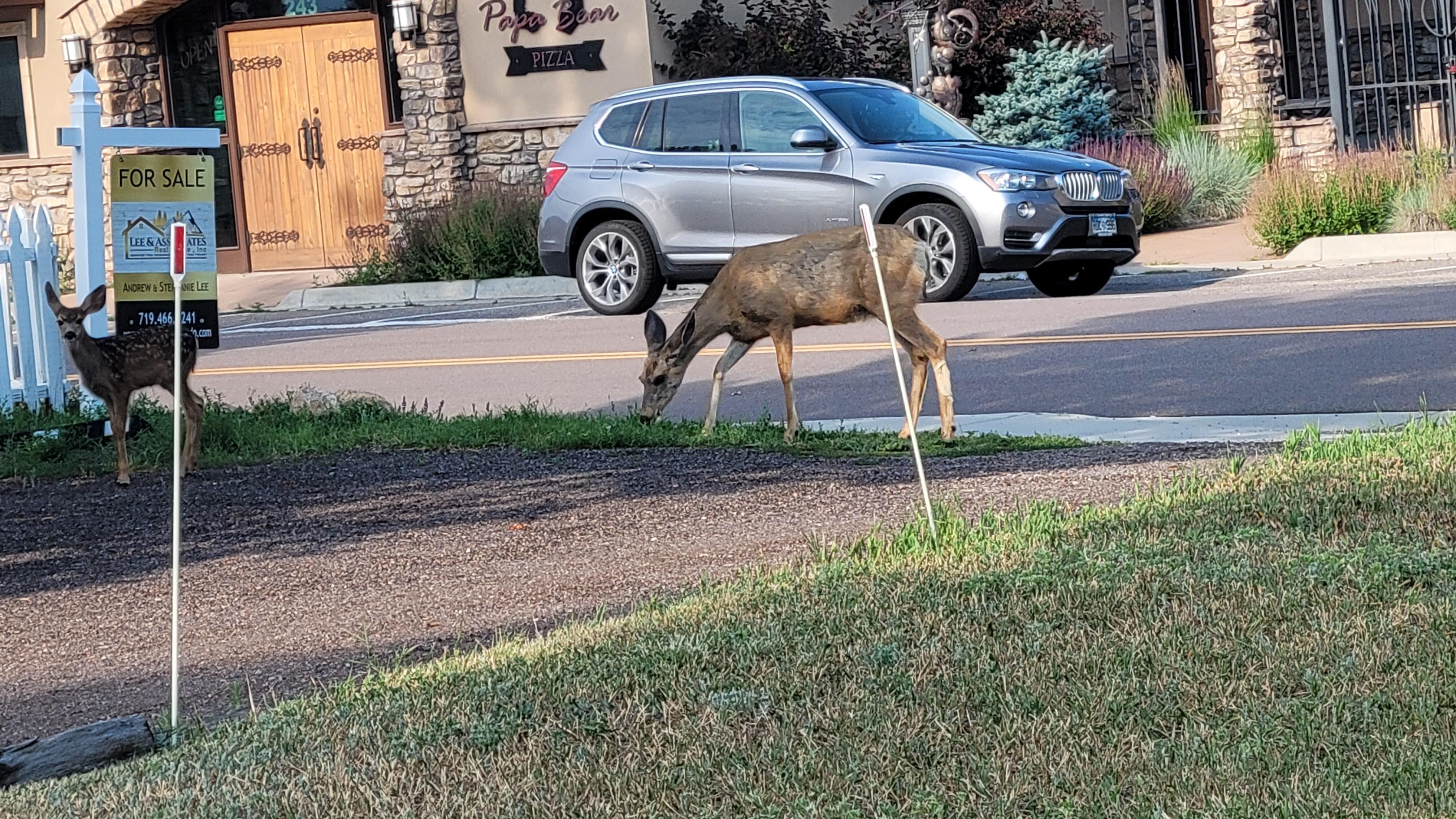 Deers near the house 